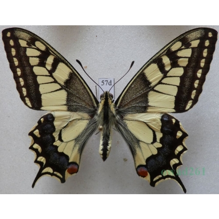 Papilio machaon Linnaeus, 1758 Paź królowej Czech 65mm57d